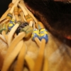 Bear Pouch With Trade Beads - Image 4