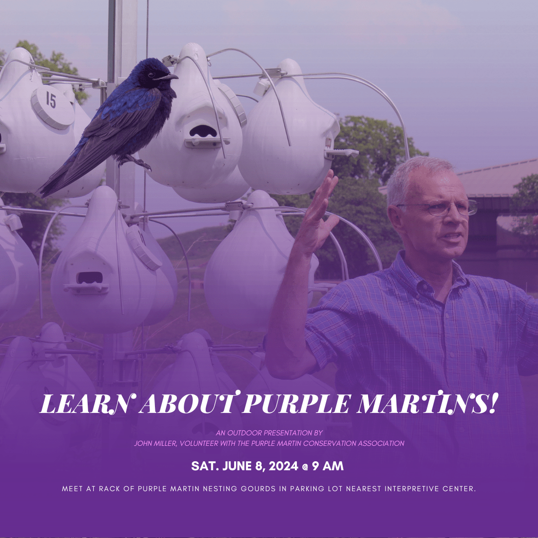 Learn More About Purple Martins - An Outdoor Presentation by John Miller